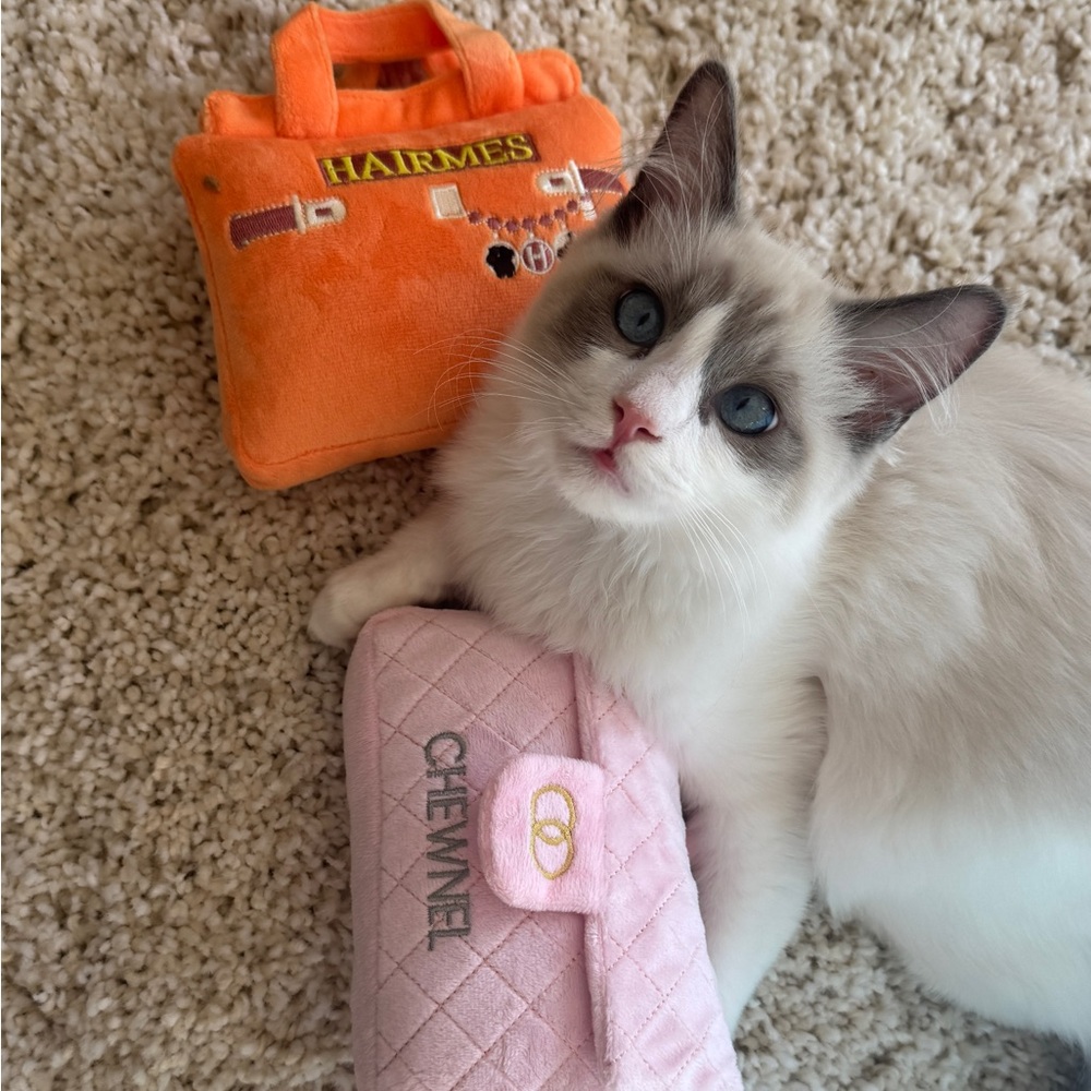 Meet your Posher, Kitty